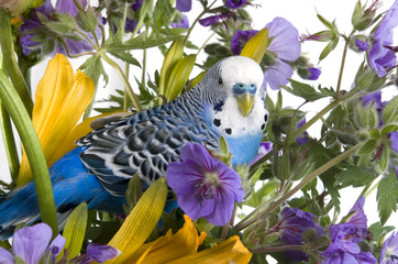 Blue wavy parrot in  flower on a white background