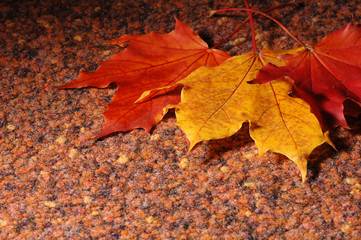 leafs and carpet