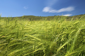 wheat field