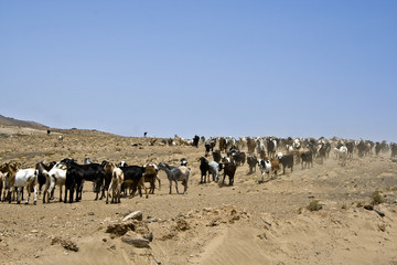 Fototapeta na wymiar Stado kóz w pobliżu Arrecife