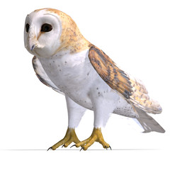 Barn Owl Bird. 3D rendering with clipping path and shadow over w