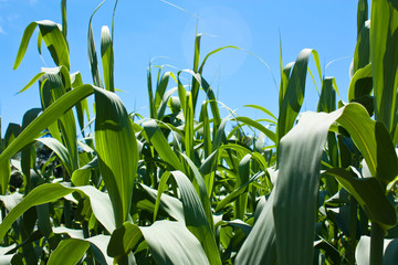 Cornfield Background