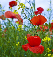 meadow with poppys, yellow flowers and blue sky