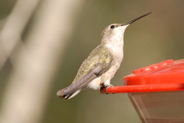 Hummingbird on Feeder