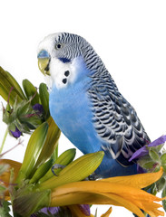 parrot sits on a flower