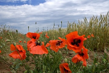 red poppy field