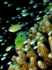 Bluegreen chromis