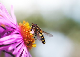 flower-fly