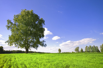green tree and cloudy sky