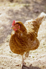 Hen
