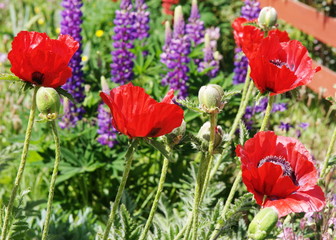 Obraz premium Giant red poppies