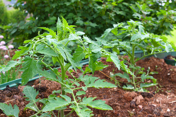 tomatenpflanzen