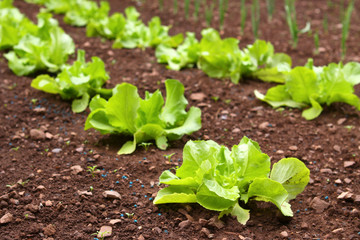 gartenarbeit,kopfsalatt