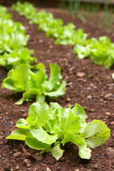 gartenarbeit-kopfsalat