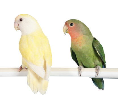 perruches sur perchoire