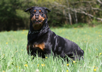 molosse noir et feu attentif