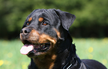 portrait de rott