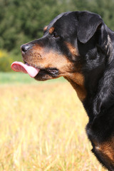 Obraz premium rottweiler tirant la langue de profil