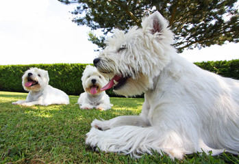 conciliabules de trois westies sur la pelouse