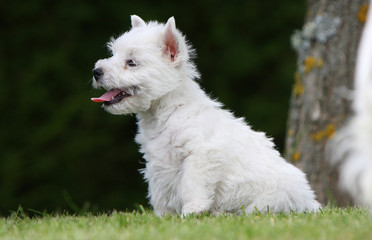 chiot westie de profil à l'air sage