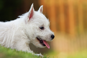 jeune westie allongé de profil