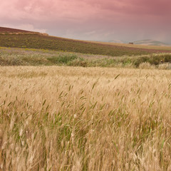 Obraz premium grain field