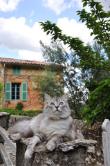 Obraz premium chat au repos 3