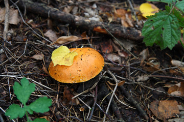 mushroom in forest