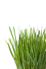 Green grass