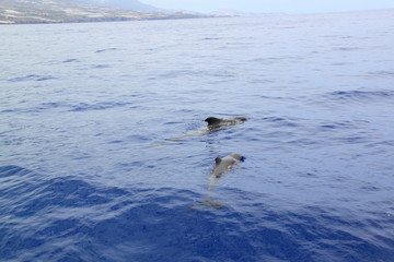 Fototapeta premium Grindwale