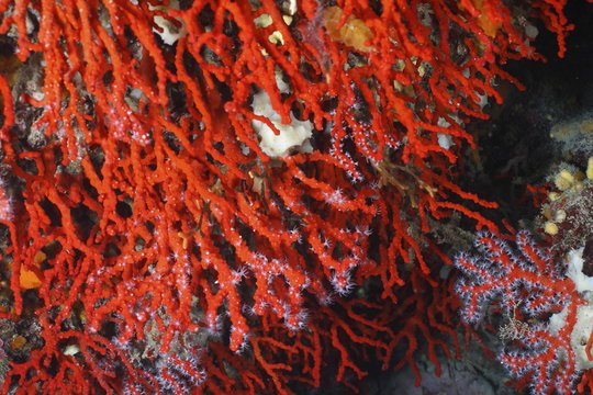corallo rosso