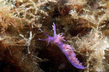 flabellina rosa