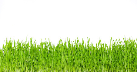 Fototapeta premium green grass