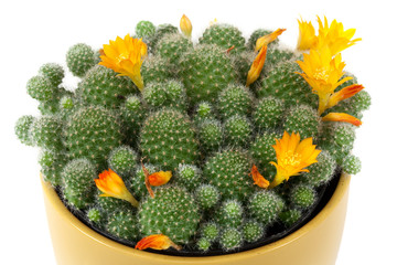 Kaktus mit Blüten © thongsee