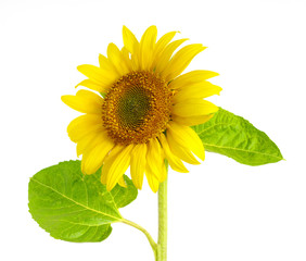 Obraz premium sunflower on white