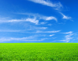 Fototapeta premium field