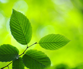 Fototapeta na wymiar Green leaves