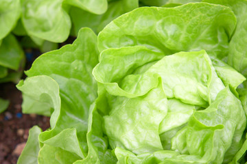 kopfsalat-gartenarbeit