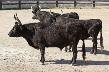 schwarze stiere der camargue