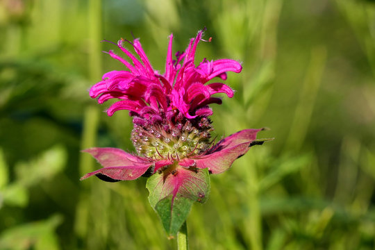 Bergamot Flower