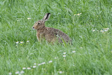 Hase auf saftiger Wiese