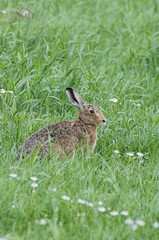 Hase auf saftiger Wiese