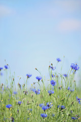 Kornblumen - Cornflower