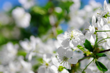 Tree branch with cherry flowers