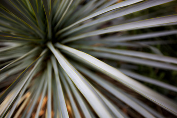 Obraz premium abctract plant background