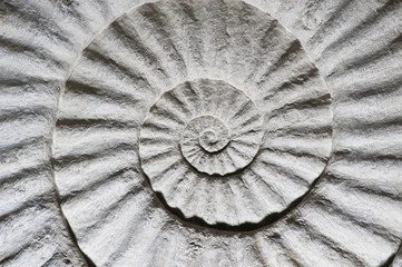 Shell Fossil inside out