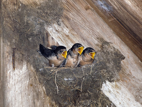Hungry Barn Swallow Chicks