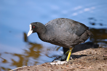Gallinule poule d'eau