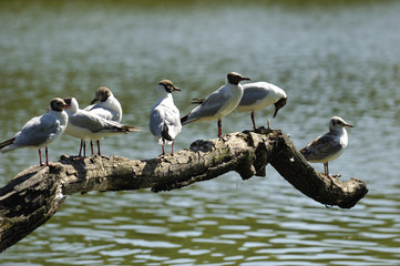 Mouettes rieuses