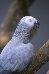 Perroquet Gris du Gabon